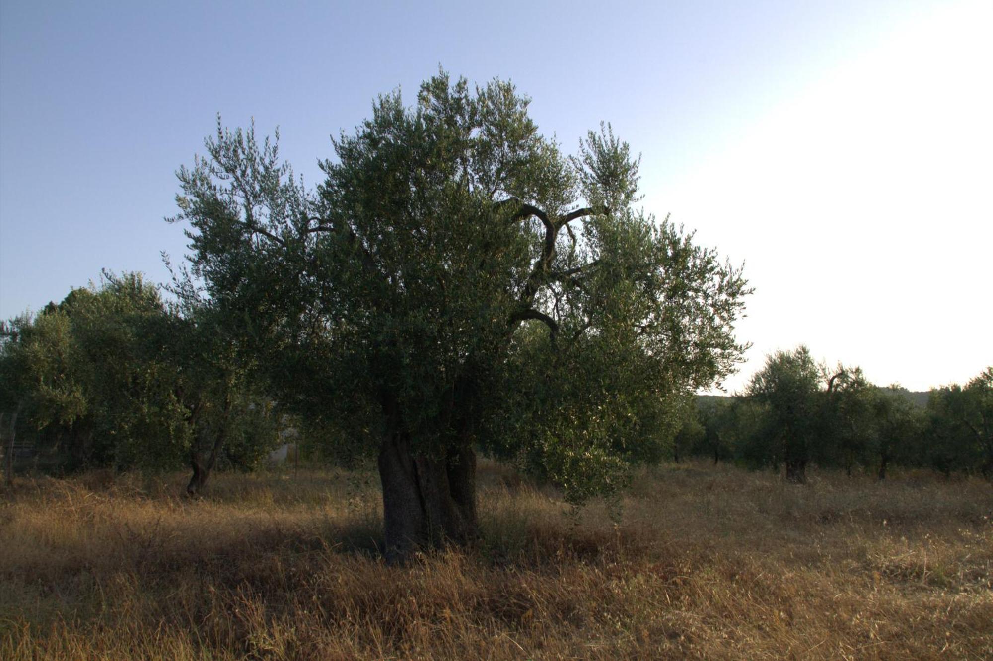Borgo Rosoli Vieste Bagian luar foto